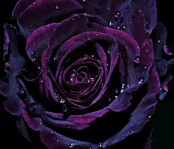 Роза чайно-гибридная пурпурная бархатная ночь