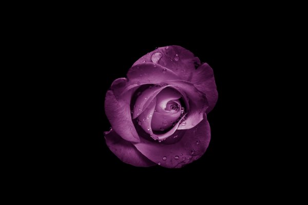 Сиреневые розы на темном фоне