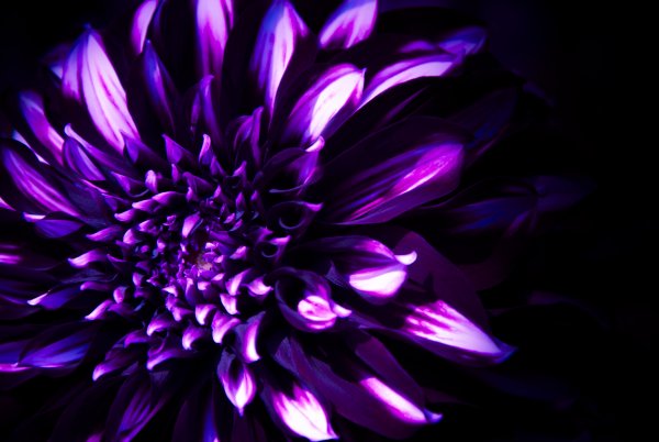 Dark Purple Dahlia