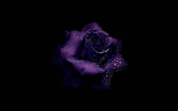 Пурпурный цветок на черном фоне