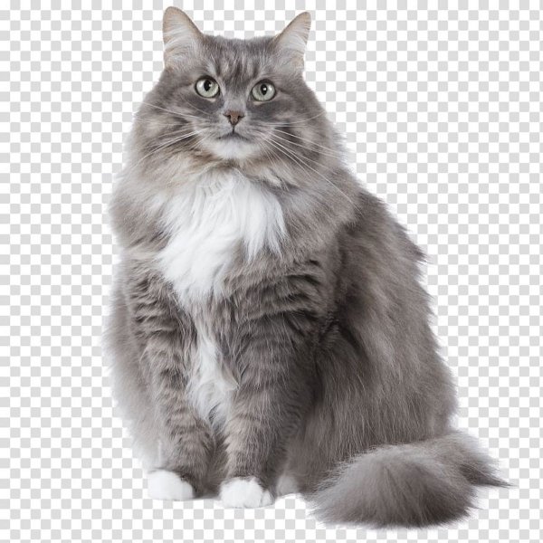 Сибирский-Мейн кун кот серый
