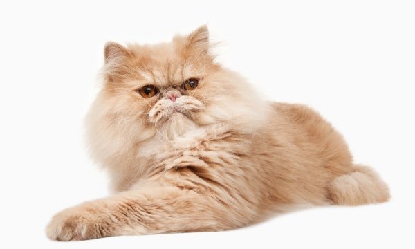 Персидская кошка на белом фоне