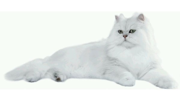 Белая кошка на белом фоне