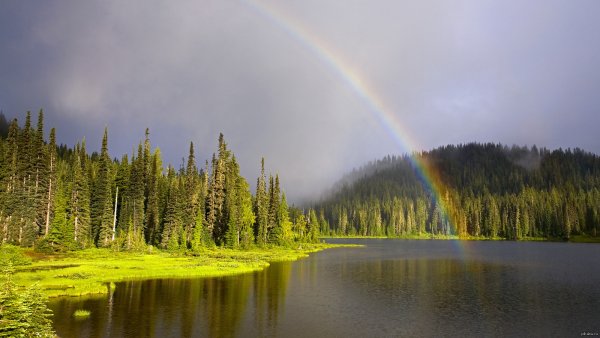 Радуга в лесу