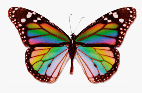 Симметричная бабочка
