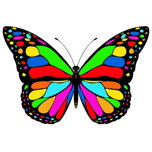 Яркие рисунки бабочки