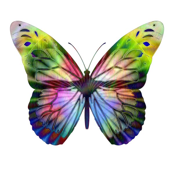 Радужная бабочка на белом фоне