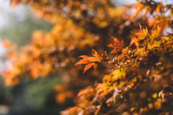 Размытый фон листья осенью