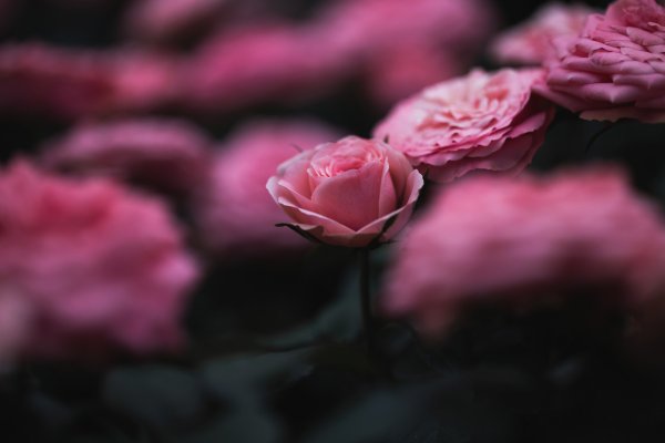 Розовые розы фон размытый
