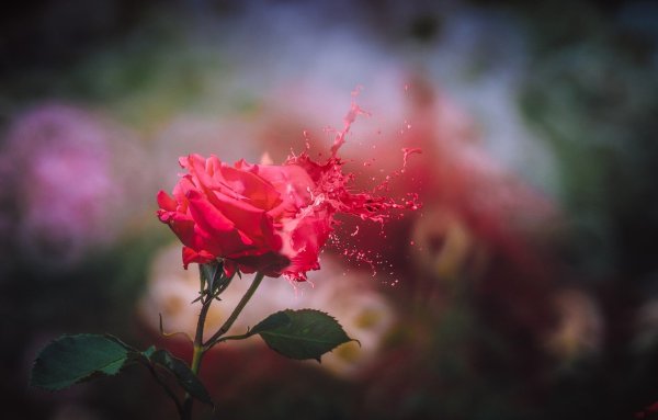 Розы на размытом фоне