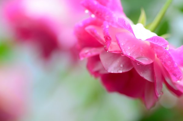 Размытый фон розовых цветов