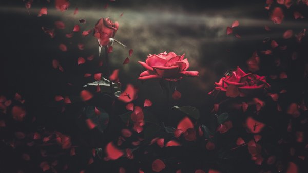 Фон красные розы размытый