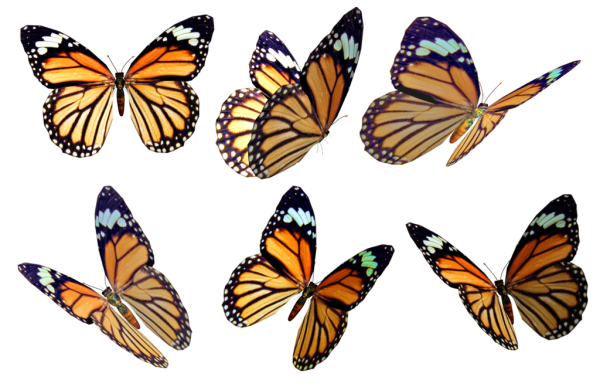 Разные бабочки на белом фоне