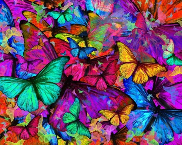 Бабочки цветные