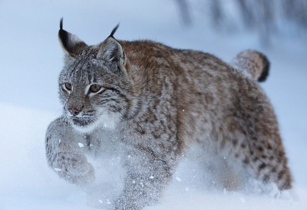 Рысь обыкновенная Lynx Lynx Linnaeus, 1758