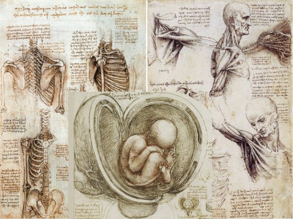 Анатомические рисунки Леонардо да Винчи