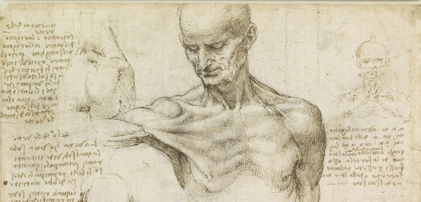 Леонардо да Винчи анатомия мышцы