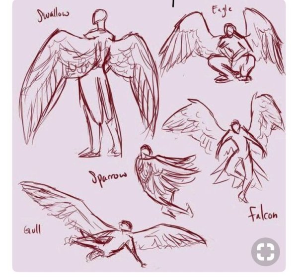 Анатомия крыльев для рисования