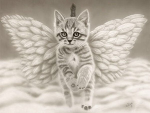 Красивый котёнок с крыльями