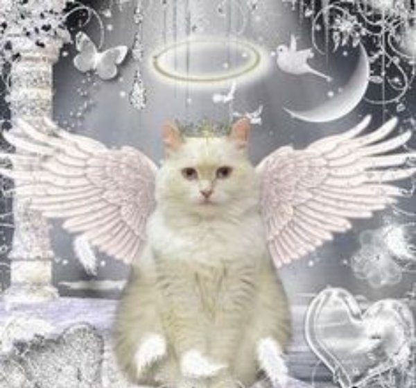 Кот ангел
