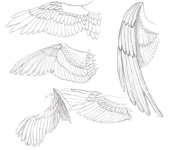 Крылья ангела сзади референс
