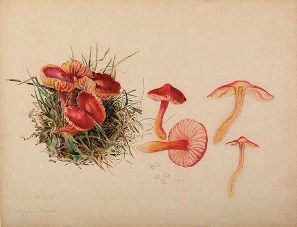 Грибы Ботаническая иллюстрация