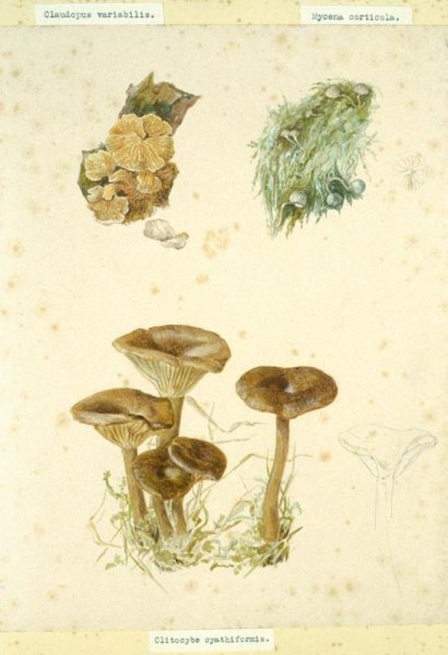 Ботанические иллюстрации акварелью грибы