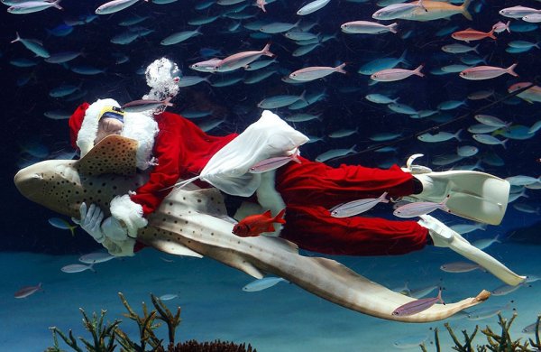 Дед Мороз под водой