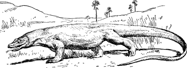 Комодский Варан иллюстрация
