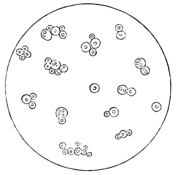 Строение дрожжевой клетки Saccharomyces cerevisiae