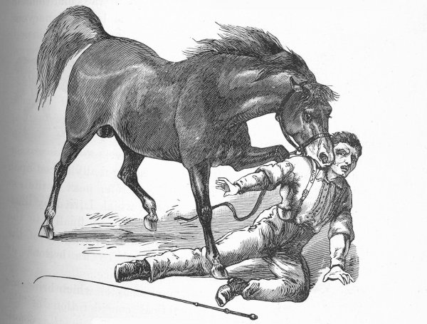 Рисунки геракла кони диомеда
