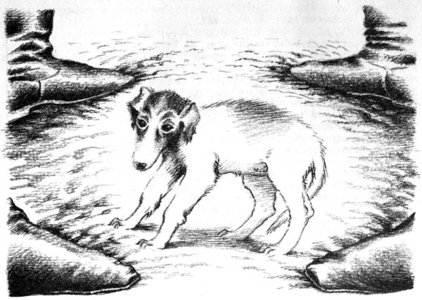 Иллюстрации к рассказу хамелеон а.п.Чехова