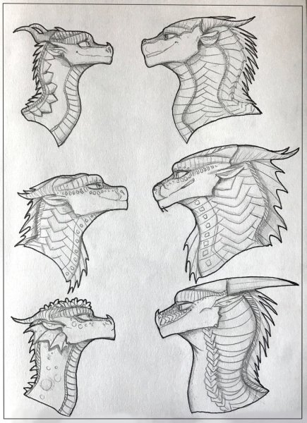 Анатомия головы дракона
