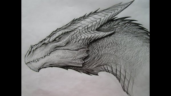 Портрет дракона анфас