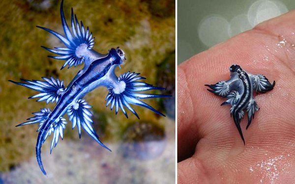 Голожаберный моллюск голубой дракон