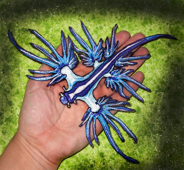Глаукус моллюск голубой дракон