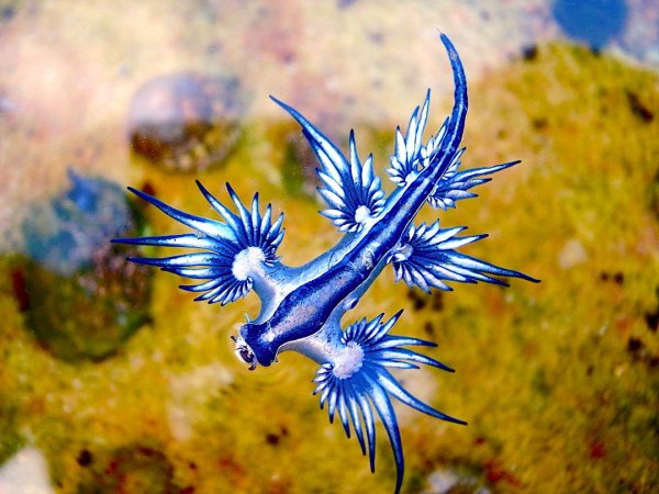 Голожаберный моллюск синий дракон