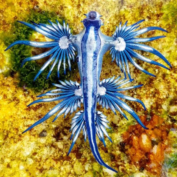 Glaucus Atlanticus синий дракон