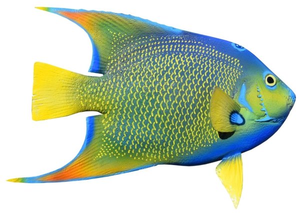 Queen Angelfish