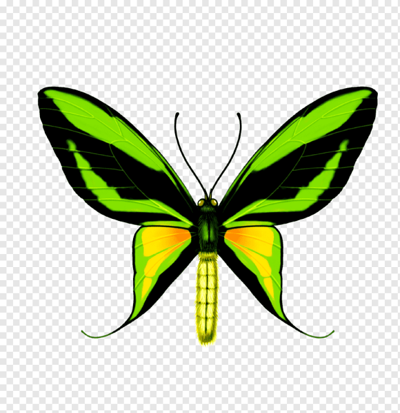 Бабочка зеленая Птицекрылка