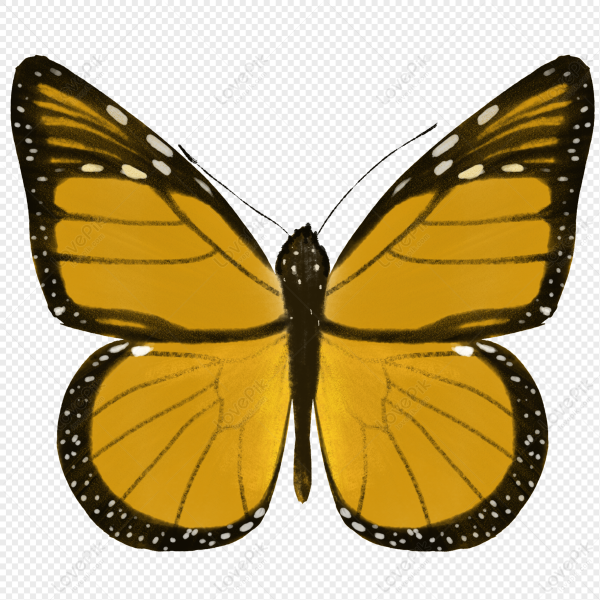 Золотая бабочка PNG