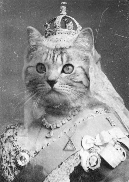 Кот в царской короне