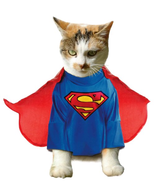Кошка в костюме суперм