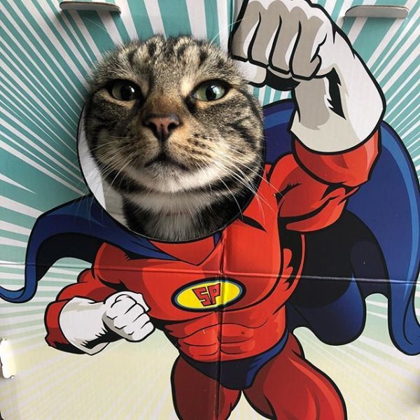 Коты Супергерои