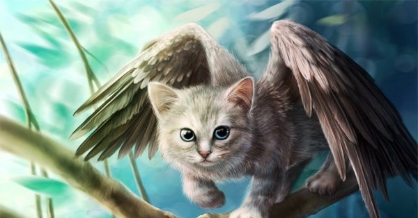 Кот ангел