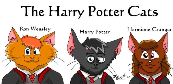 Гарри Поттер в виде котика