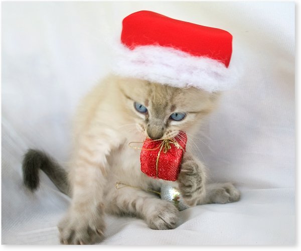 Котёнок в шапочке Деда Мороза