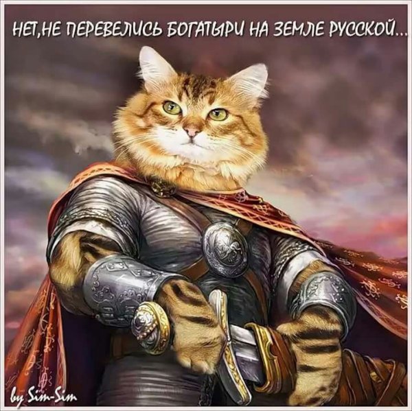 Боевой кот