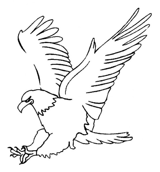 Раскраска птицы Орел