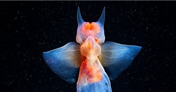 Морской ангел крылоногий моллюск